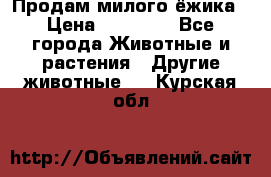 Продам милого ёжика › Цена ­ 10 000 - Все города Животные и растения » Другие животные   . Курская обл.